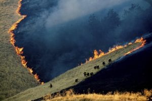 California-Wildfires-August-2019-Climate-Change.jpg