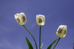 Three white tulip flowers bearing Bitcoin symbols on the petals.