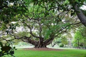 Yet more research has surfaced on the importance of trees in urban environments for preventing urban heat islands.