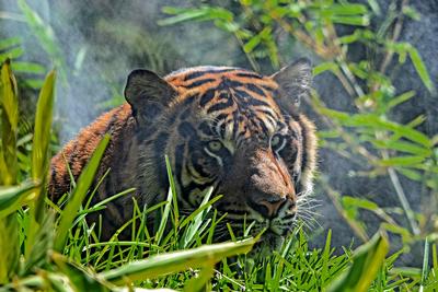 Sumatran tigers are just one of the beautiful and threatened creatures living in the rainforests of Sumatra.