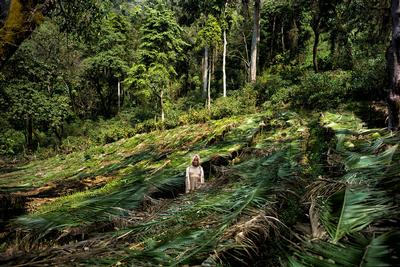 The reforestation project comes following years where forest was cleared for plantions like this one.